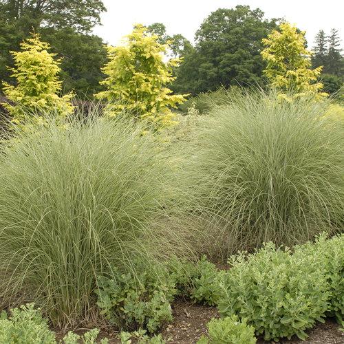 G0012 Grass, Miscanthus Sinensis 'morning Light' - View 5 from www redcrocus com