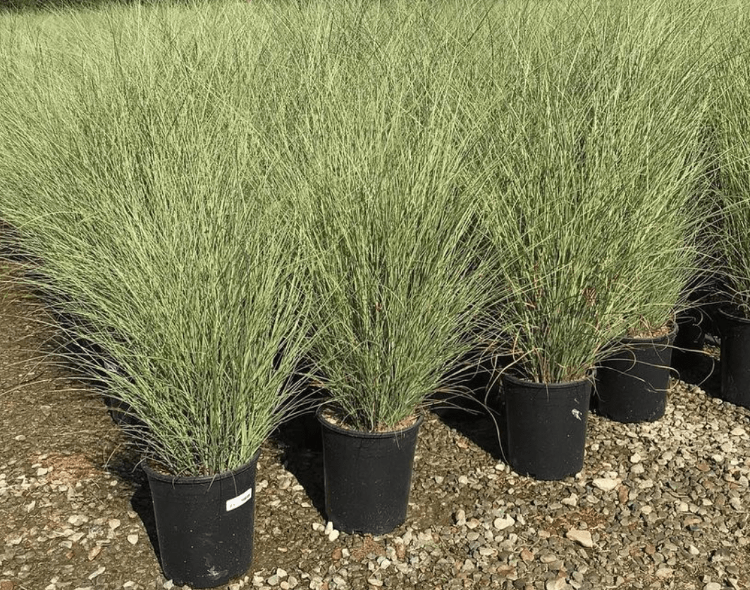 G0012 Grass, Miscanthus Sinensis 'morning Light' - View 6 from www redcrocus com