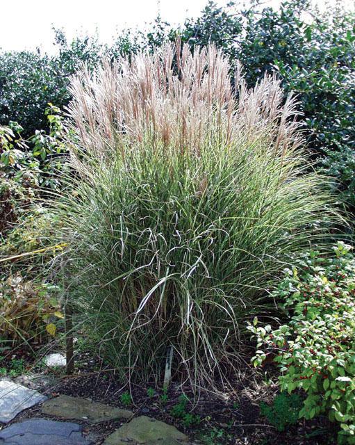 G0012 Grass, Miscanthus Sinensis 'morning Light' - View 7 from www redcrocus com