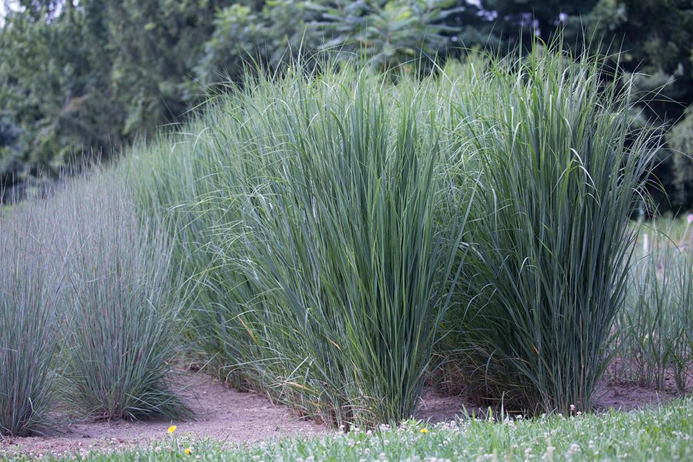G0020 Grass, Panicum Virgatum 'northwind' - View 11 from www redcrocus com