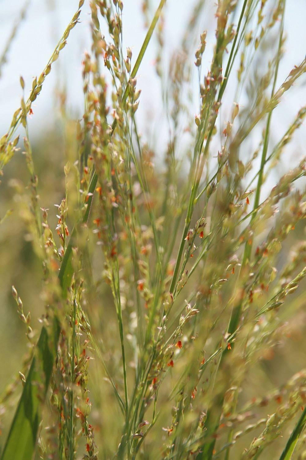 G0020 Grass, Panicum Virgatum 'northwind' - View 12 from www redcrocus com