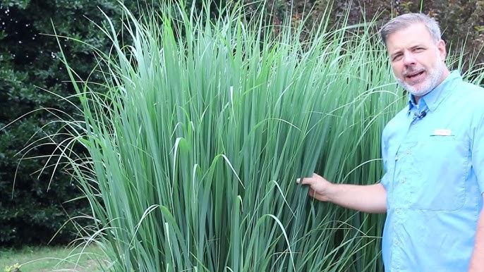 G0020 Grass, Panicum Virgatum 'northwind' - View 13 from www redcrocus com