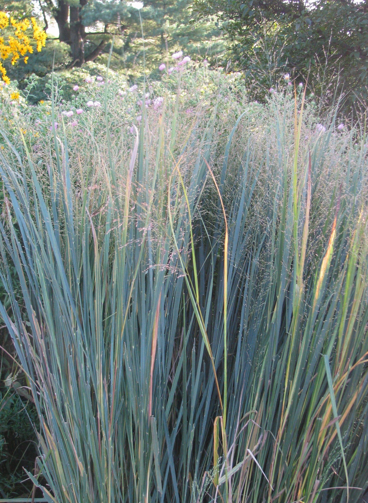 G0020 Grass, Panicum Virgatum 'northwind' - View 14 from www redcrocus com