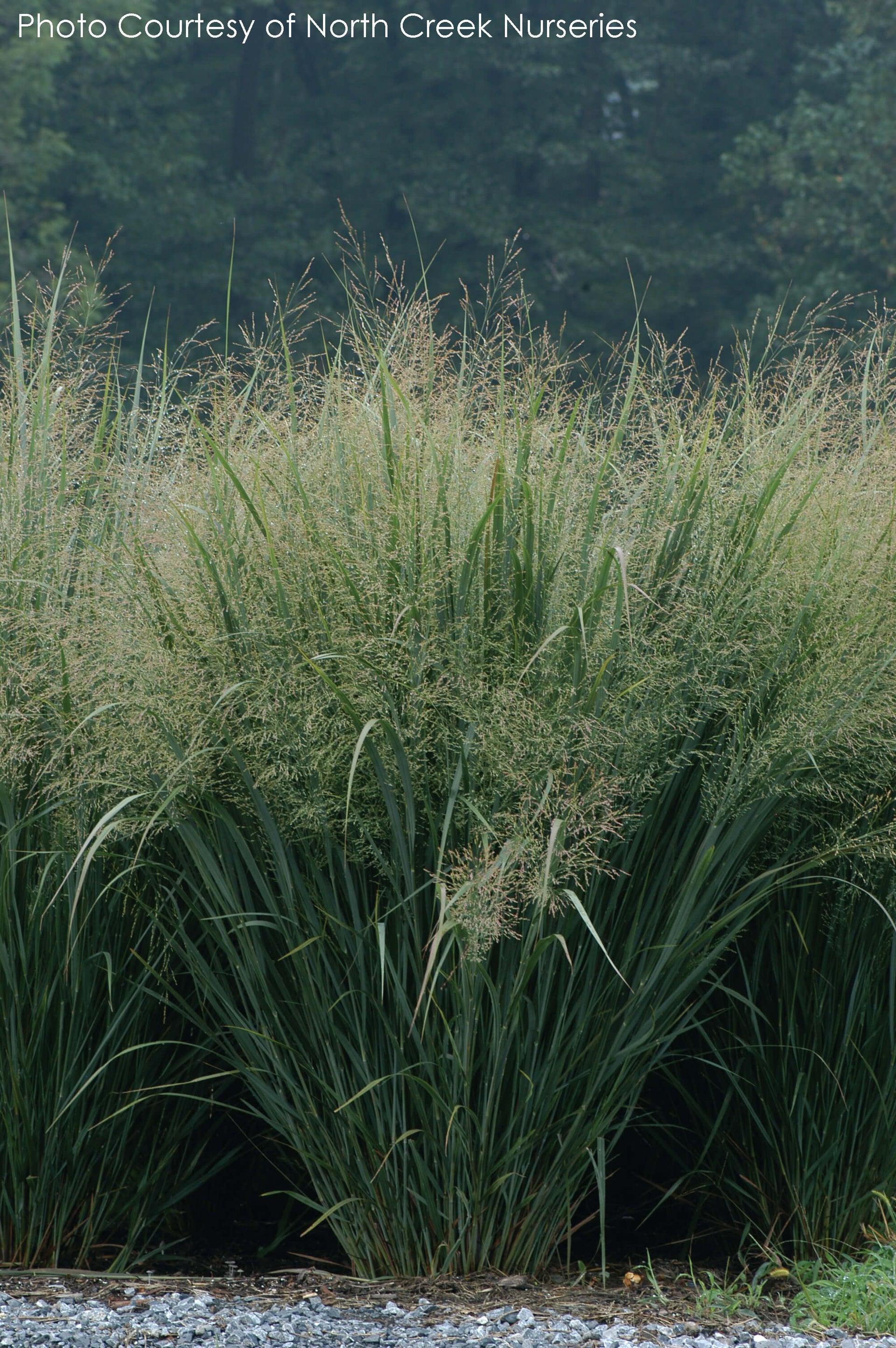 G0020 Grass, Panicum Virgatum 'northwind' - View 15 from www redcrocus com