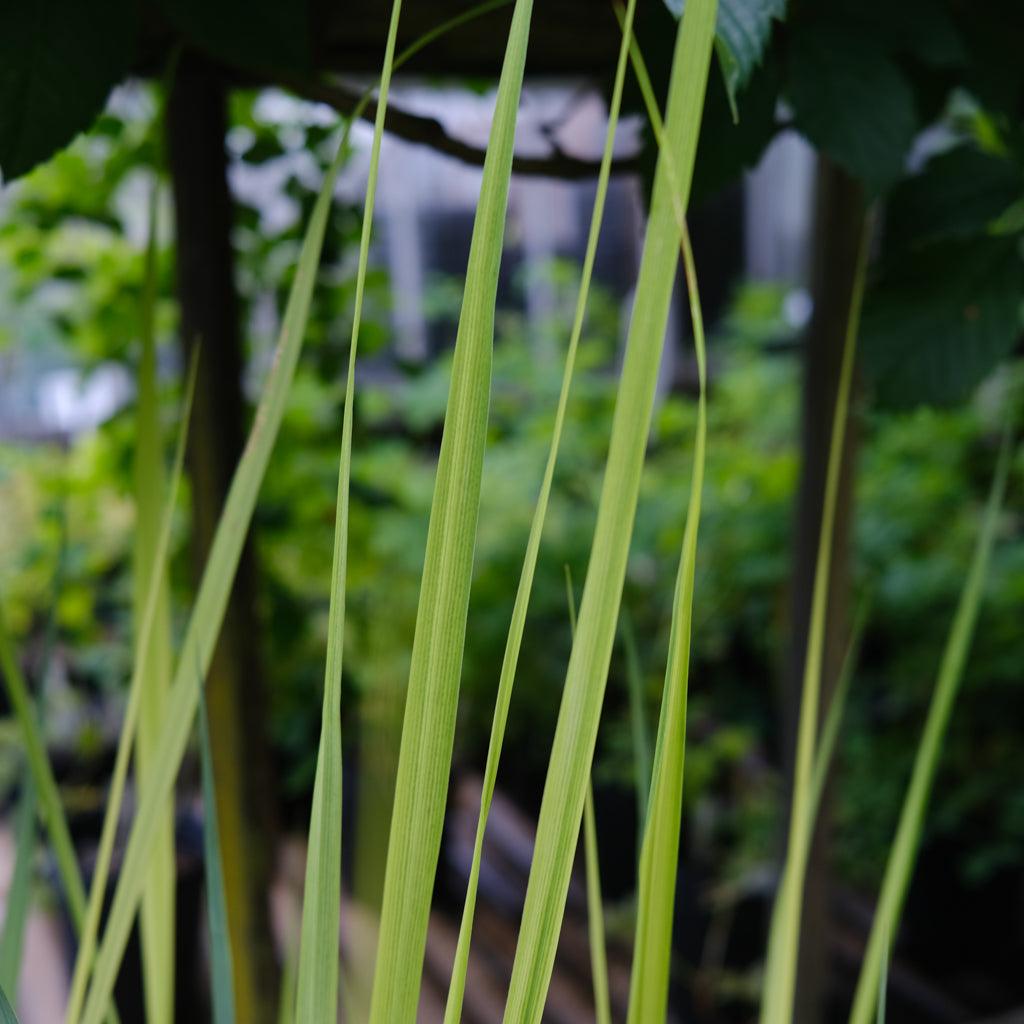 G0020 Grass, Panicum Virgatum 'northwind' - View 16 from www redcrocus com