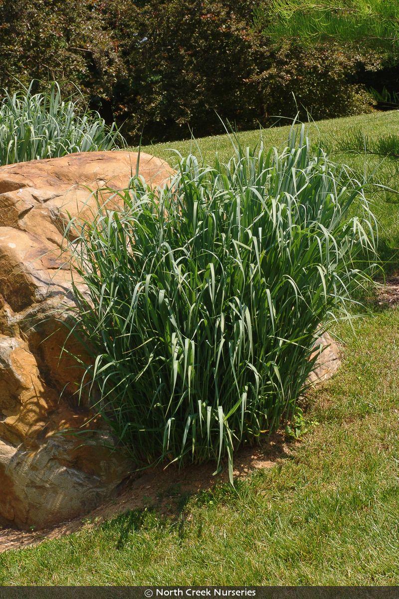 G0020 Grass, Panicum Virgatum 'northwind' - View 17 from www redcrocus com