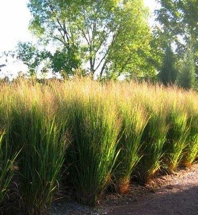 G0020 Grass, Panicum Virgatum 'northwind' - View 18 from www redcrocus com