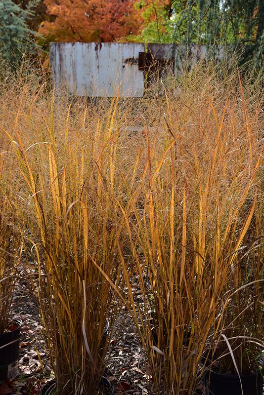 G0020 Grass, Panicum Virgatum 'northwind' - View 19 from www redcrocus com