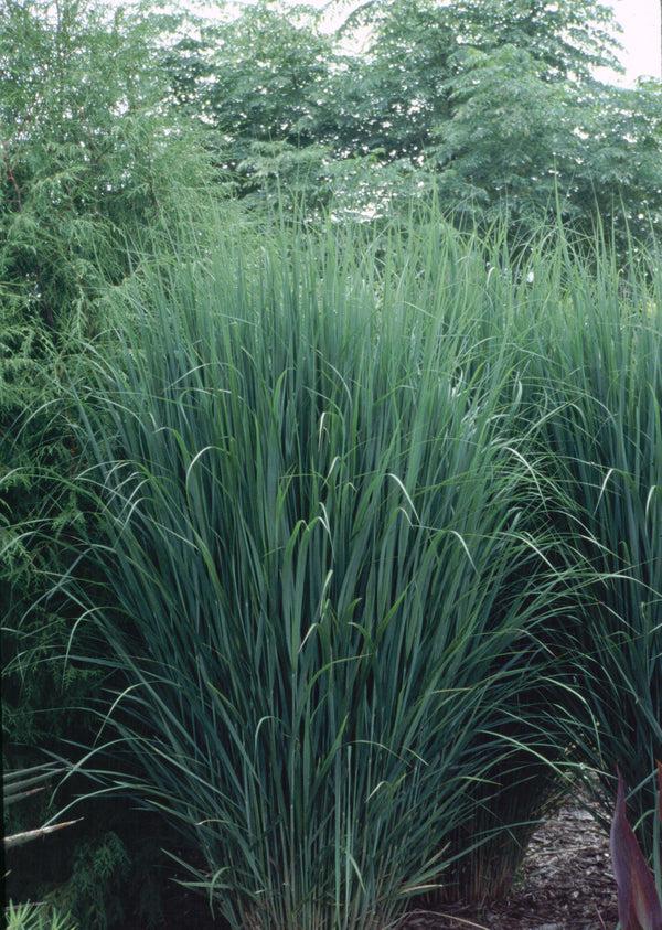 G0020 Grass, Panicum Virgatum 'northwind' - View 20 from www redcrocus com