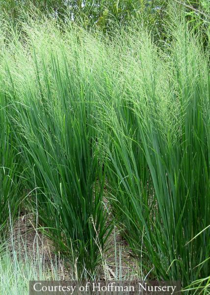 G0020 Grass, Panicum Virgatum 'northwind' - View 21 from www redcrocus com
