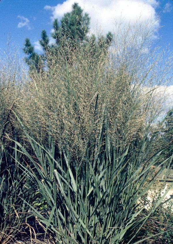 G0020 Grass, Panicum Virgatum 'northwind' - View 23 from www redcrocus com