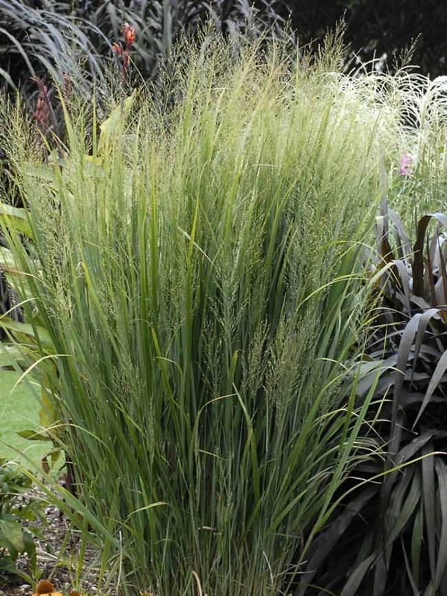 G0020 Grass, Panicum Virgatum 'northwind' - View 24 from www redcrocus com