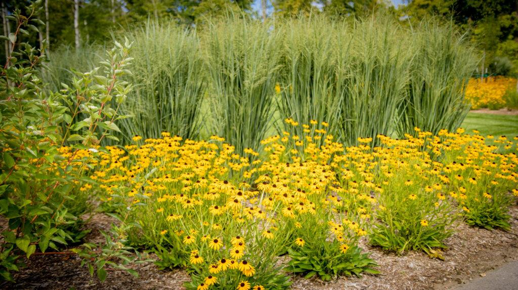 G0020 Grass, Panicum Virgatum 'northwind' - View 26 from www redcrocus com