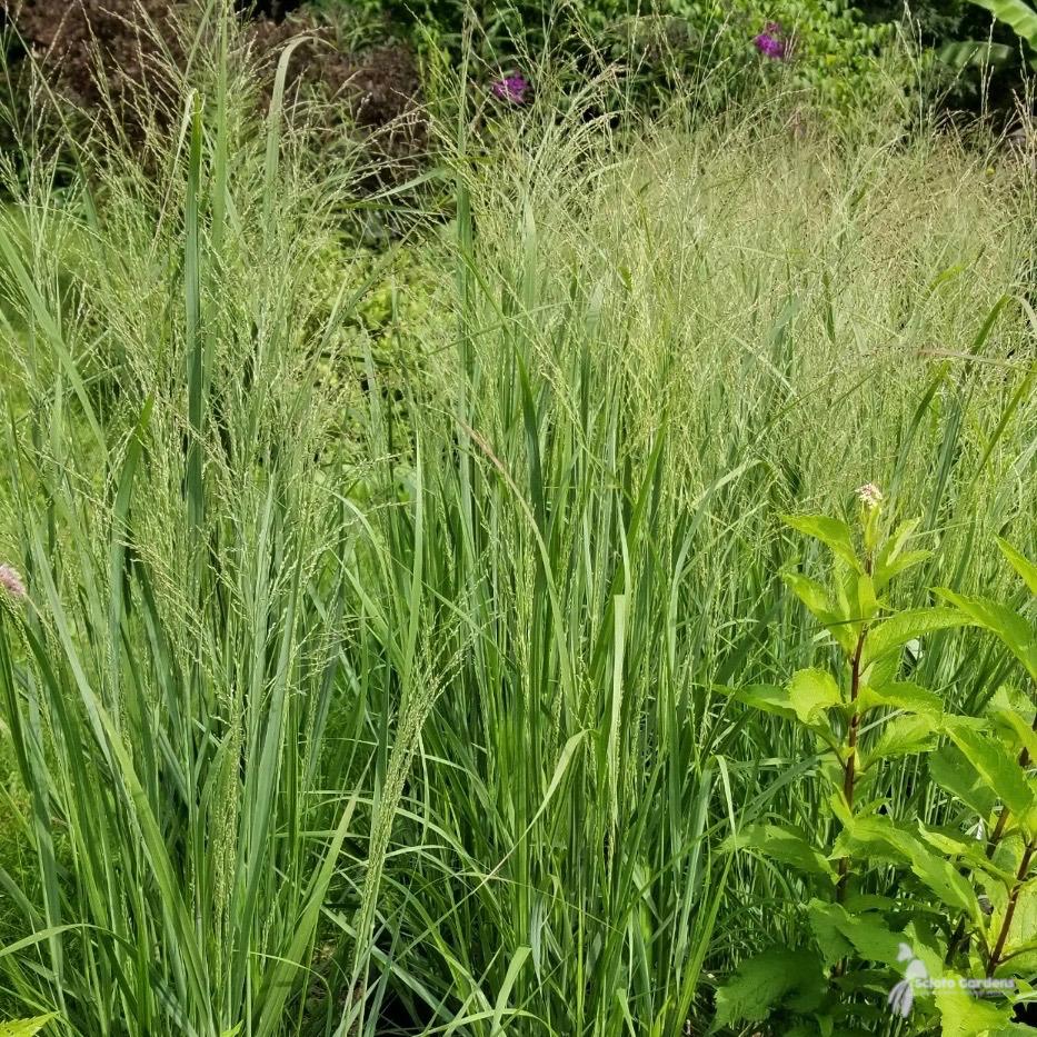 G0020 Grass, Panicum Virgatum 'northwind' - View 27 from www redcrocus com