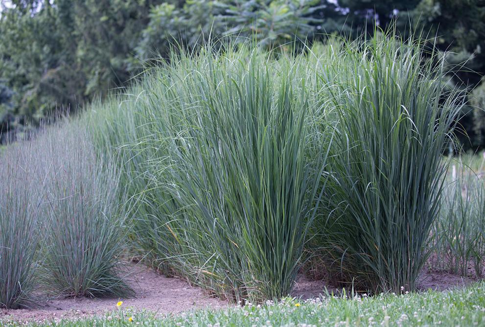 G0020 Grass, Panicum Virgatum 'northwind' - View 28 from www redcrocus com