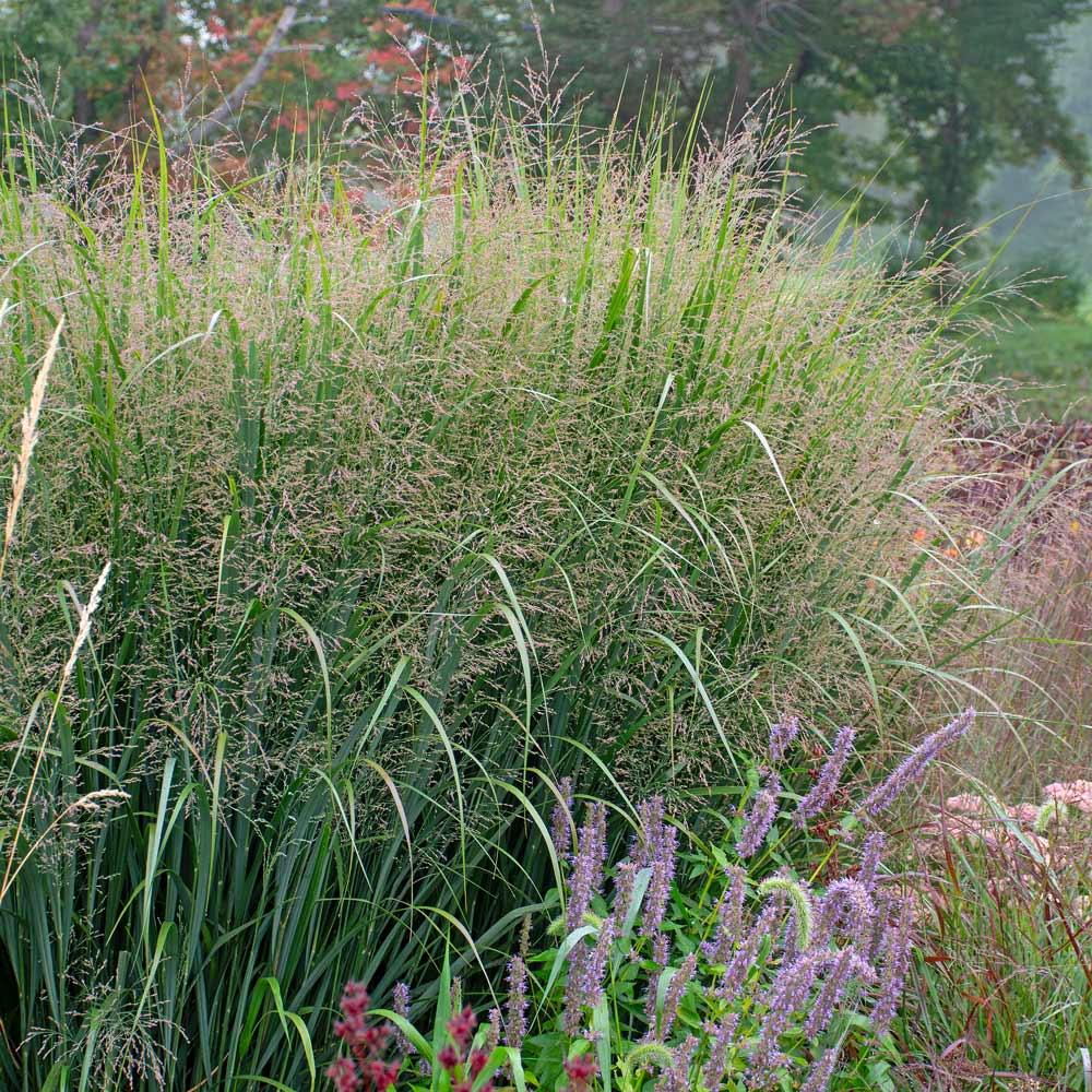 G0020 Grass, Panicum Virgatum 'northwind' - View 2 from www redcrocus com
