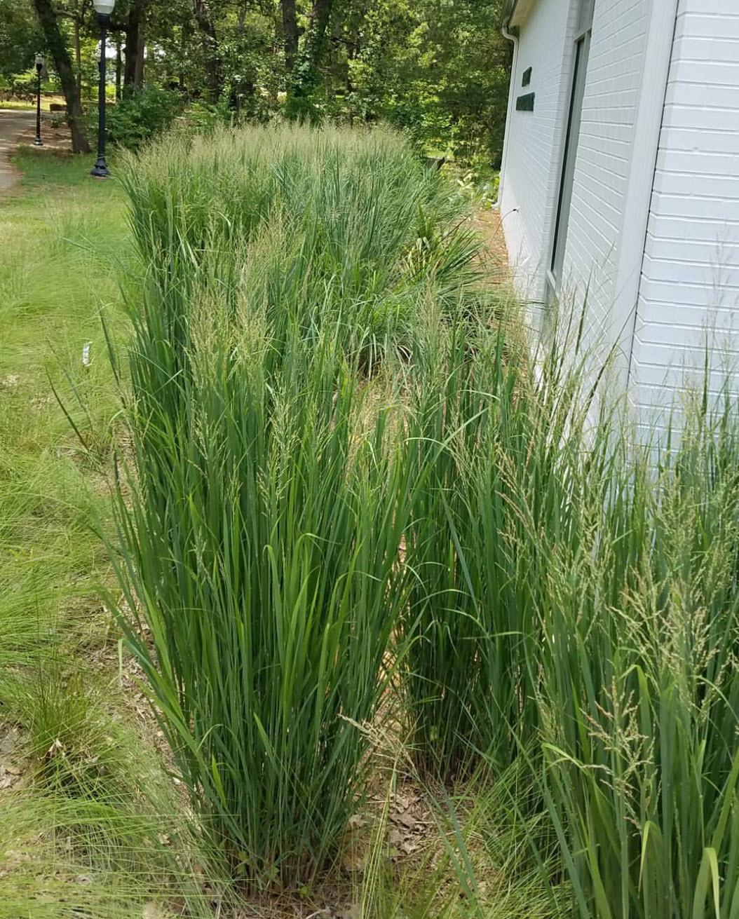 G0020 Grass, Panicum Virgatum 'northwind' - View 30 from www redcrocus com