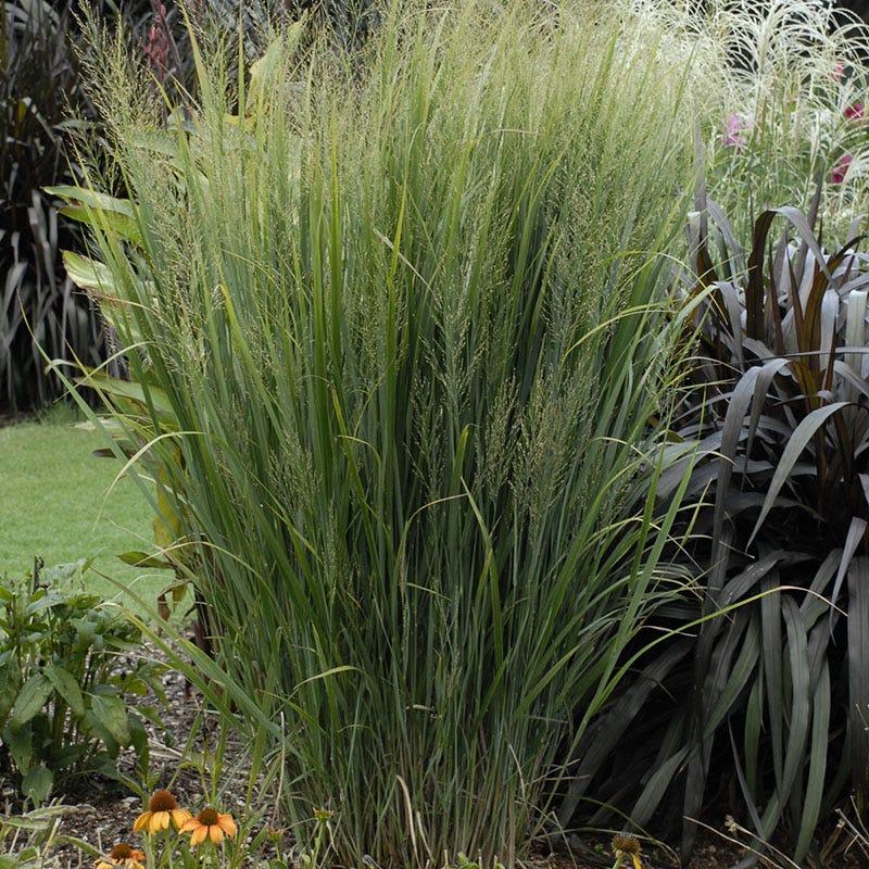 G0020 Grass, Panicum Virgatum 'northwind' - View 31 from www redcrocus com