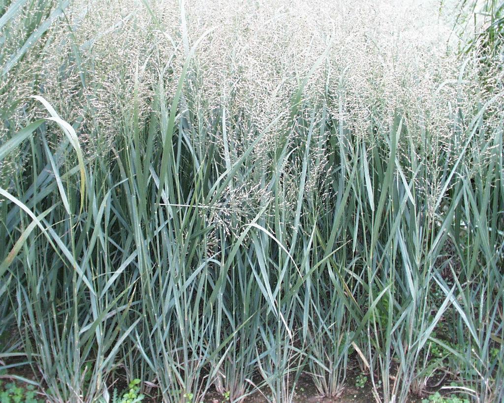 G0020 Grass, Panicum Virgatum 'northwind' - View 32 from www redcrocus com