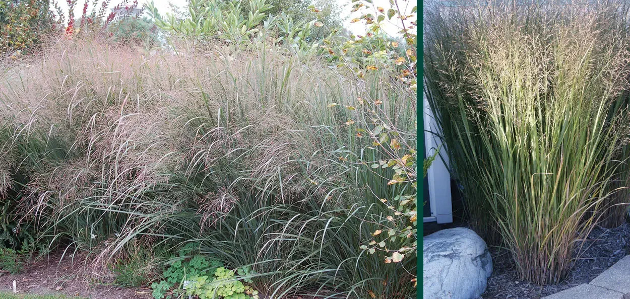 G0020 Grass, Panicum Virgatum 'northwind' - View 34 from www redcrocus com