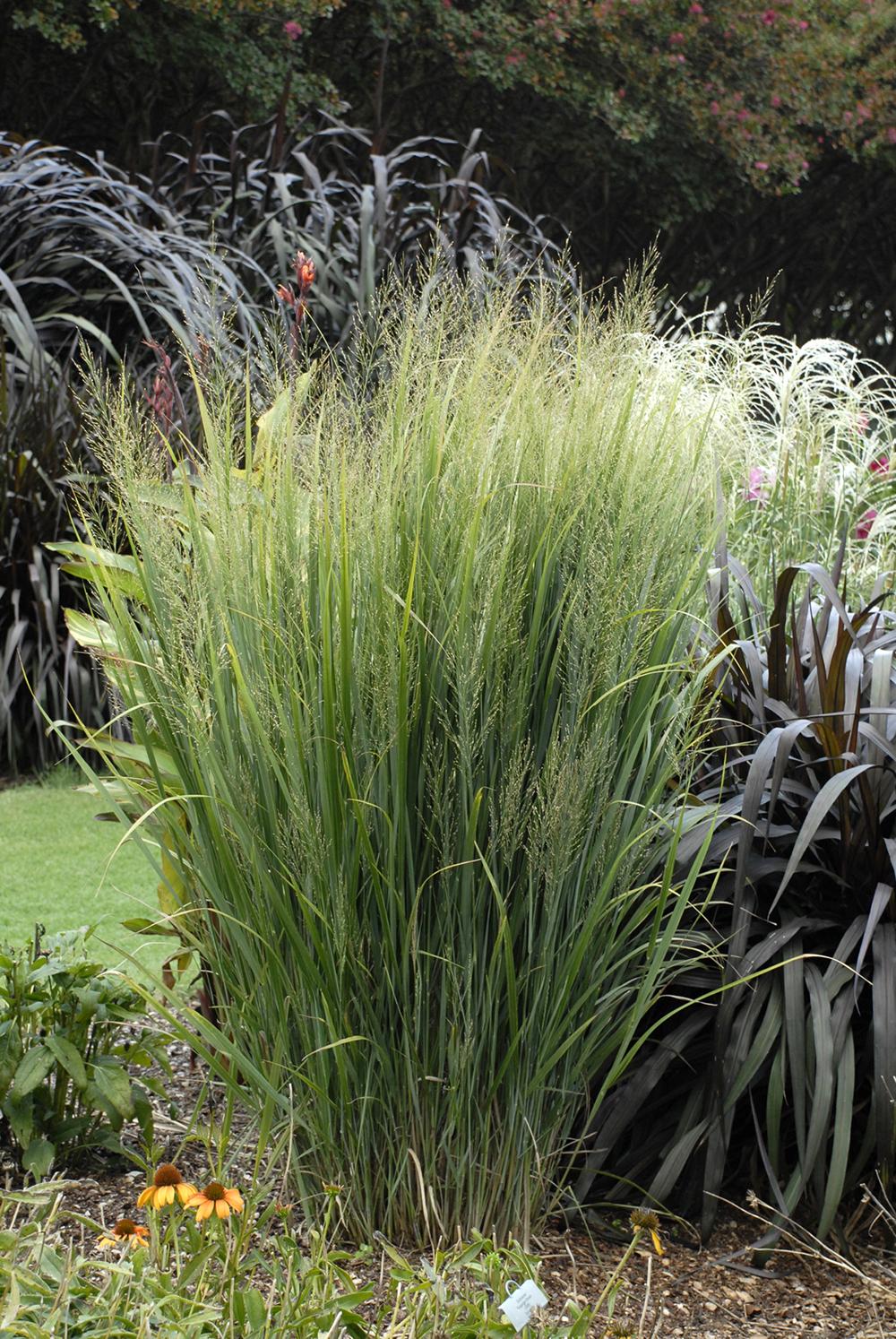 G0020 Grass, Panicum Virgatum 'northwind' - View 35 from www redcrocus com