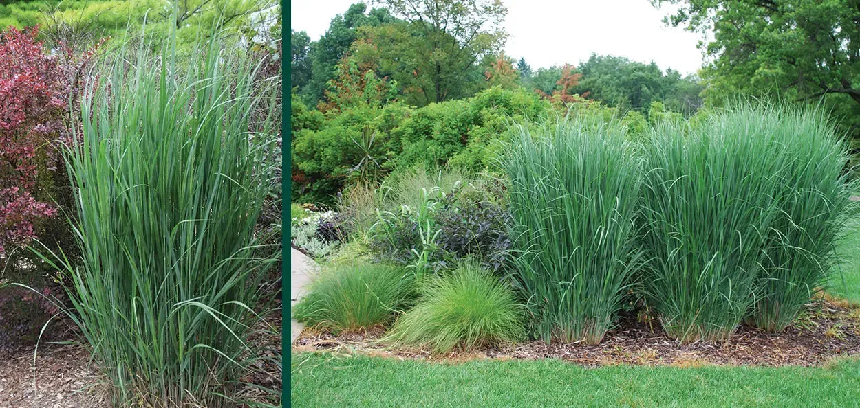 G0020 Grass, Panicum Virgatum 'northwind' - View 37 from www redcrocus com