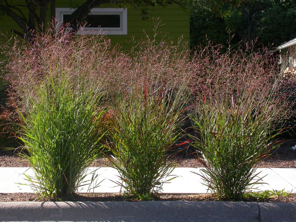 G0020 Grass, Panicum Virgatum 'northwind' - View 39 from www redcrocus com