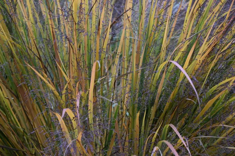 G0020 Grass, Panicum Virgatum 'northwind' - View 3 from www redcrocus com