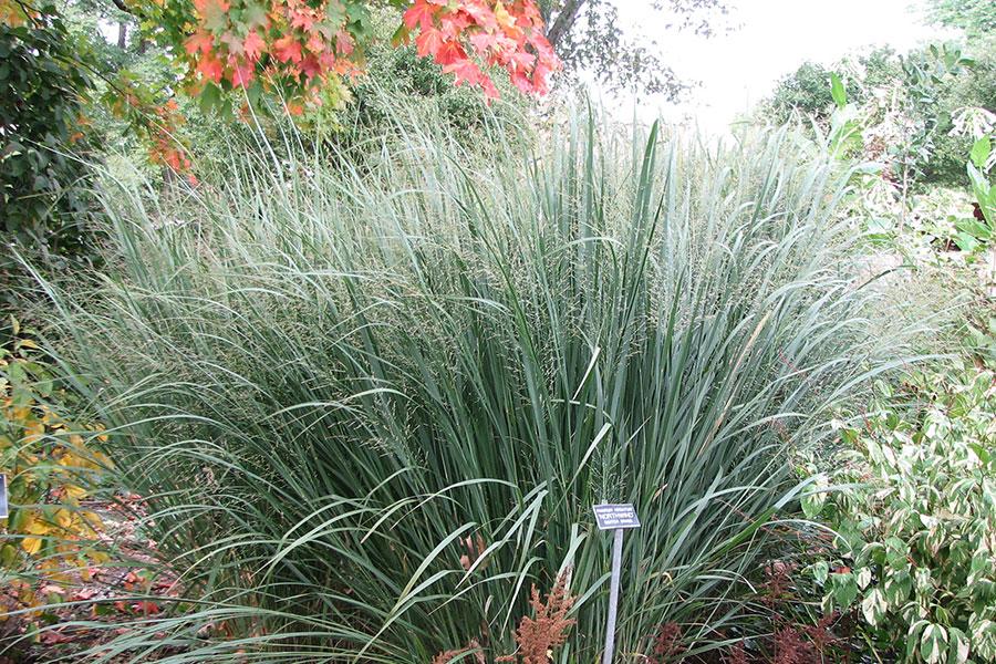 G0020 Grass, Panicum Virgatum 'northwind' - View 4 from www redcrocus com