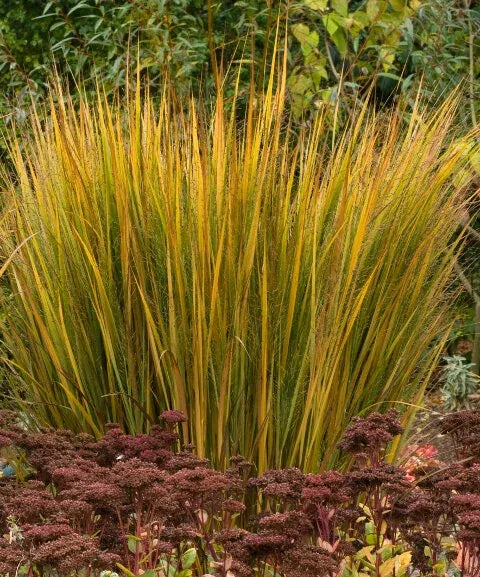 G0020 Grass, Panicum Virgatum 'northwind' - View 5 from www redcrocus com