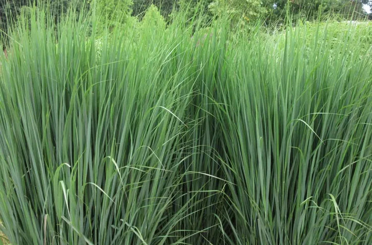 G0020 Grass, Panicum Virgatum 'northwind' - View 6 from www redcrocus com