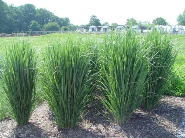 G0020 Grass, Panicum Virgatum 'northwind' - View 7 from www redcrocus com