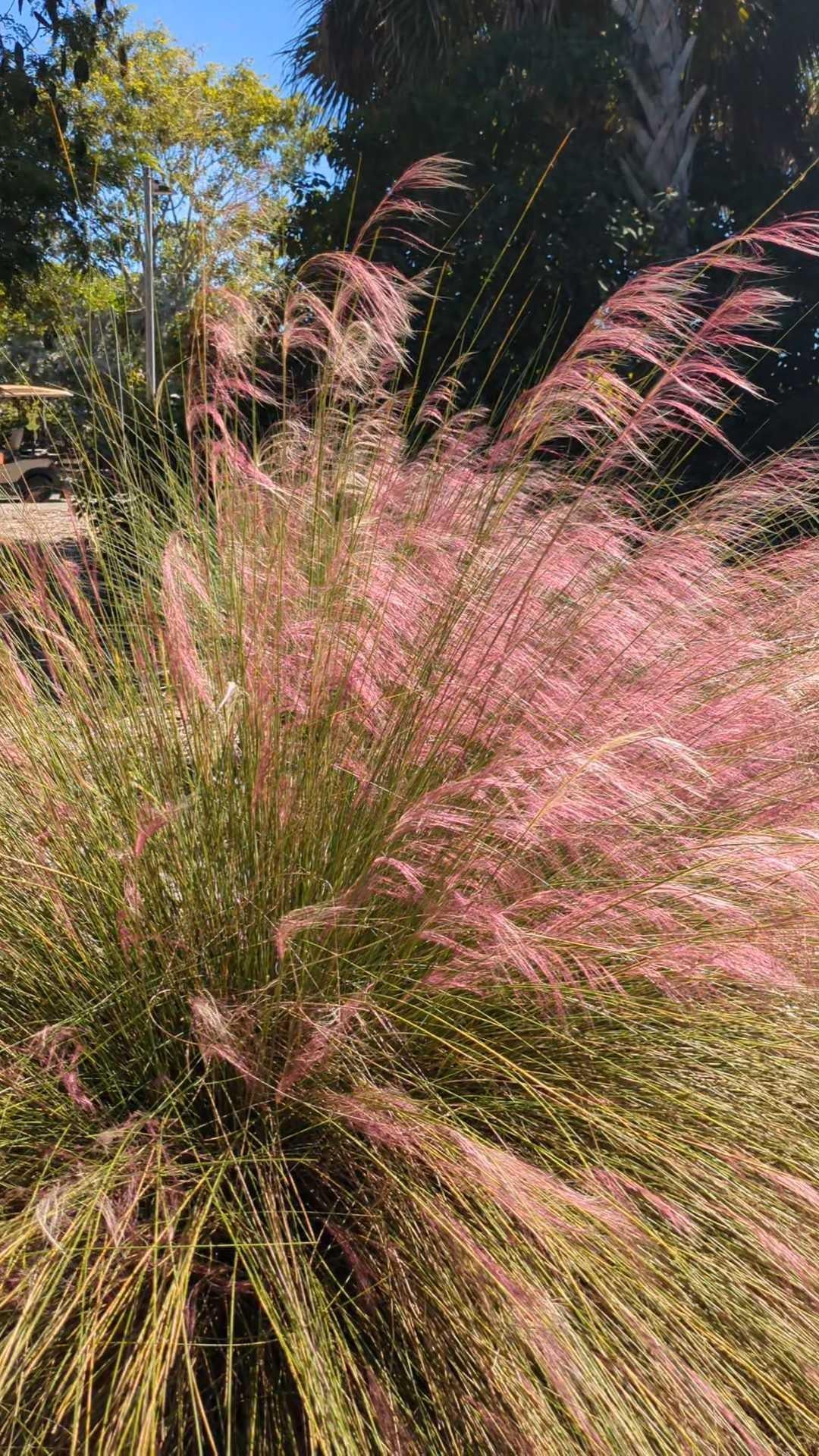 G0021 Grass, Muhlenbergia Capillaris - View 10 from www redcrocus com