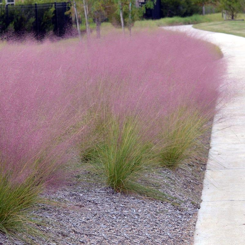 G0021 Grass, Muhlenbergia Capillaris - View 12 from www redcrocus com