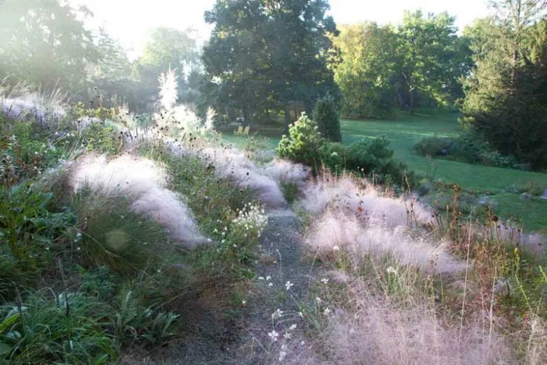 G0021 Grass, Muhlenbergia Capillaris - View 14 from www redcrocus com