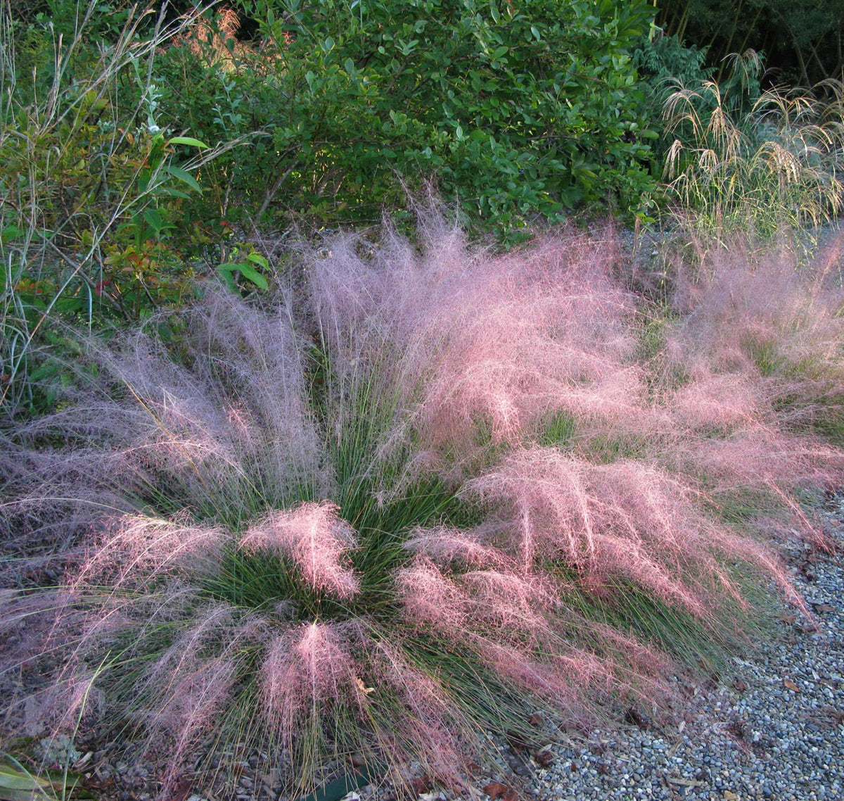 G0021 Grass, Muhlenbergia Capillaris - View 15 from www redcrocus com