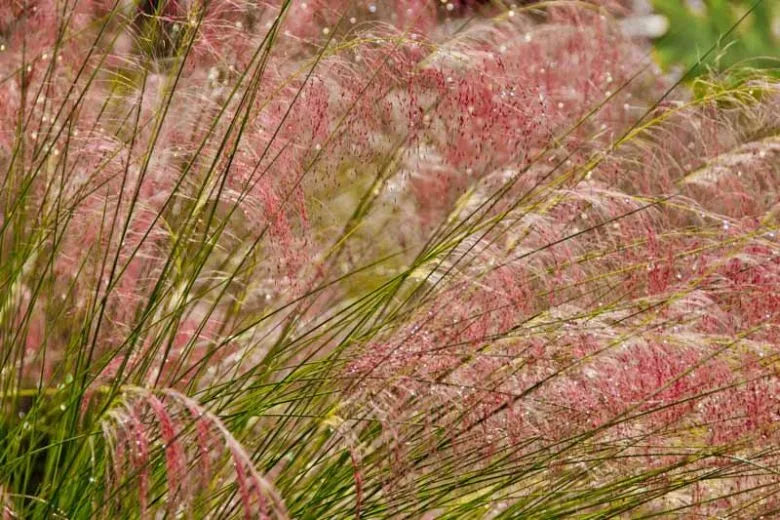 G0021 Grass, Muhlenbergia Capillaris - View 17 from www redcrocus com