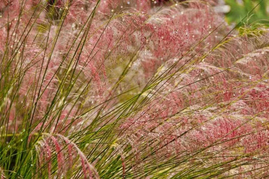 G0021 Grass, Muhlenbergia Capillaris - View 17 from www redcrocus com