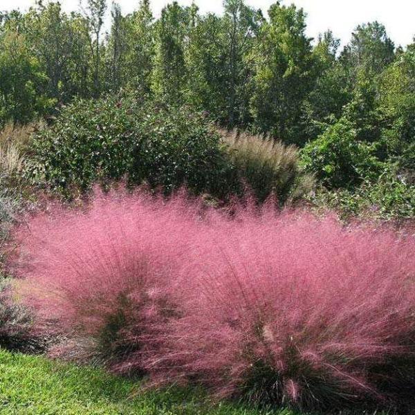 G0021 Grass, Muhlenbergia Capillaris - View 19 from www redcrocus com