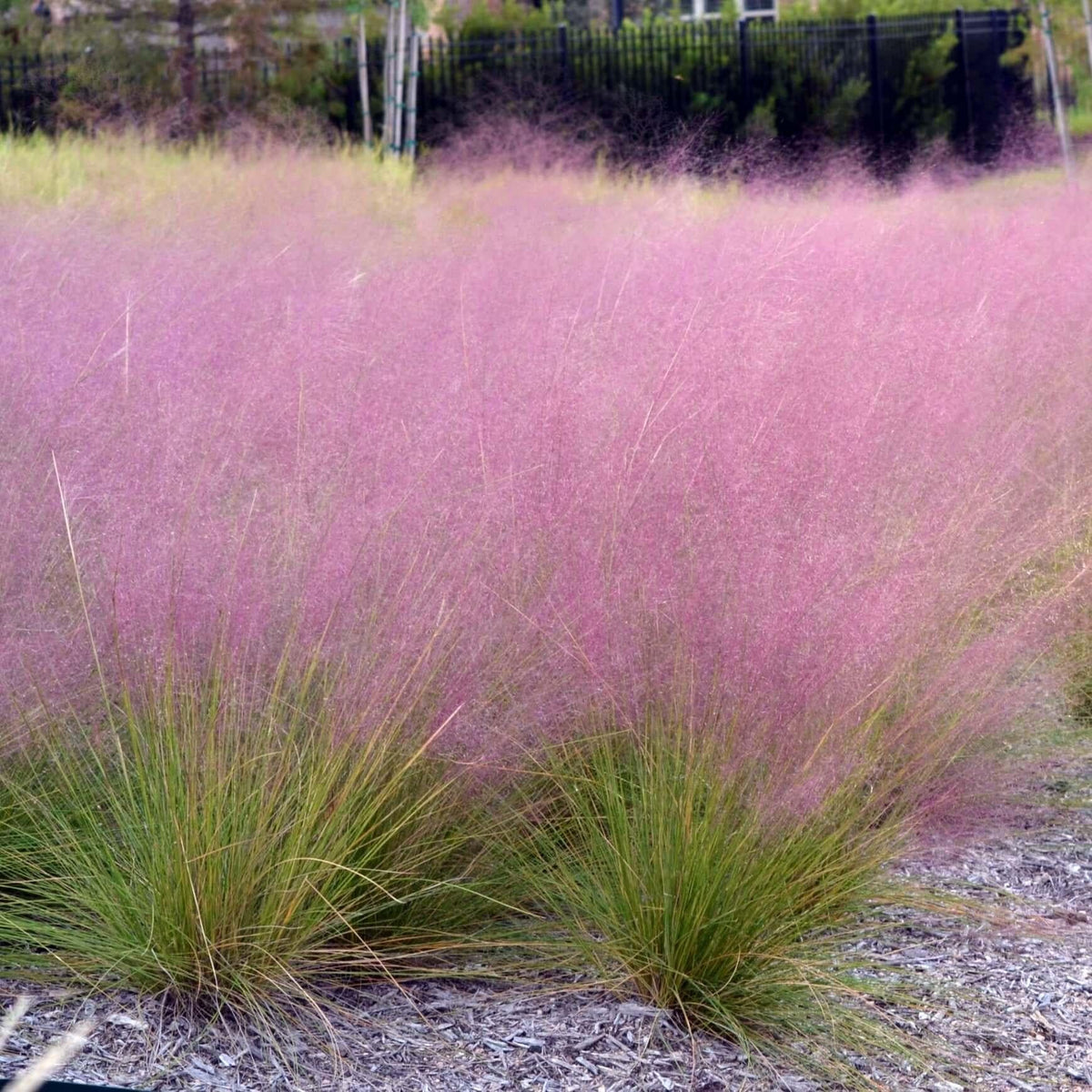 G0021 Grass, Muhlenbergia Capillaris - View 1 from www redcrocus com