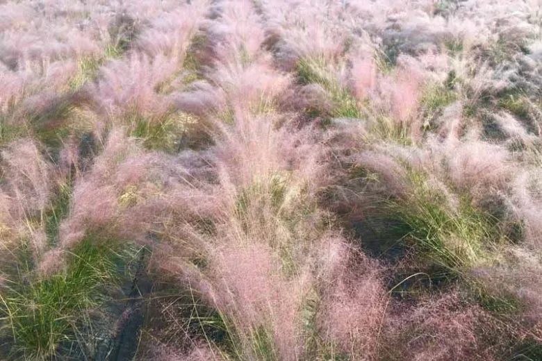 G0021 Grass, Muhlenbergia Capillaris - View 22 from www redcrocus com