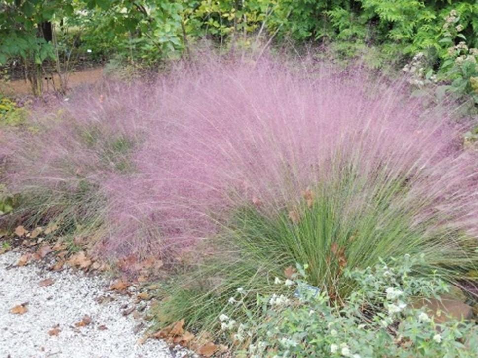 G0021 Grass, Muhlenbergia Capillaris - View 23 from www redcrocus com