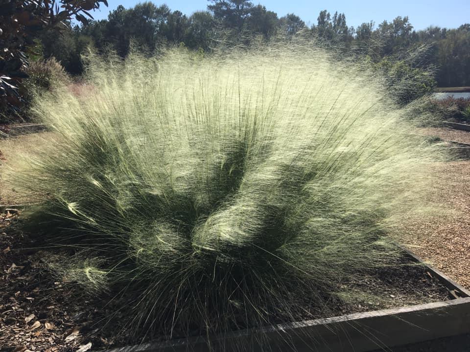 G0021 Grass, Muhlenbergia Capillaris - View 24 from www redcrocus com