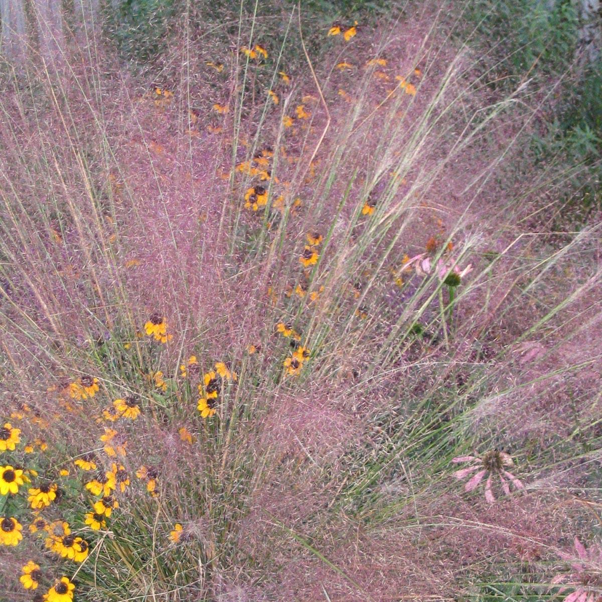 G0021 Grass, Muhlenbergia Capillaris - View 26 from www redcrocus com