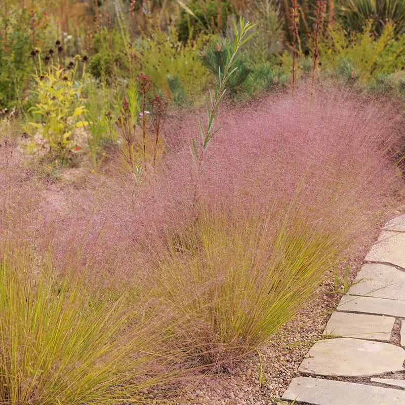 G0021 Grass, Muhlenbergia Capillaris - View 27 from www redcrocus com