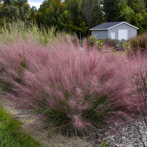 G0021 Grass, Muhlenbergia Capillaris - View 28 from www redcrocus com