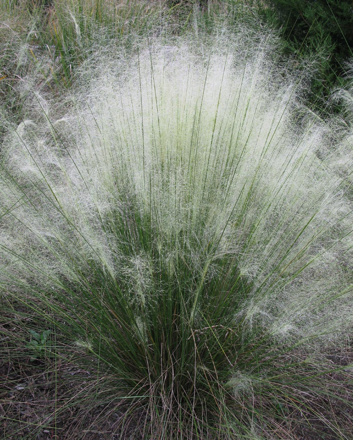 G0021 Grass, Muhlenbergia Capillaris - View 29 from www redcrocus com