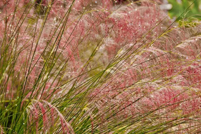 G0021 Grass, Muhlenbergia Capillaris - View 31 from www redcrocus com