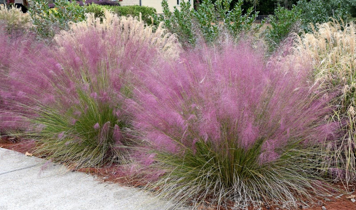 G0021 Grass, Muhlenbergia Capillaris - View 32 from www redcrocus com