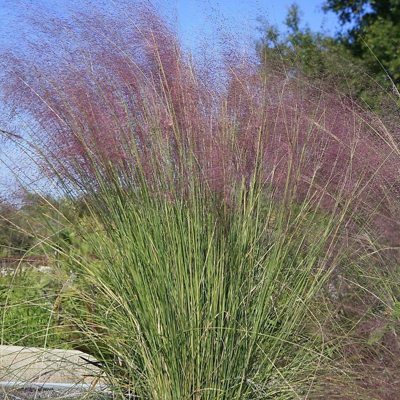 G0021 Grass, Muhlenbergia Capillaris - View 34 from www redcrocus com